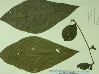 Inga spectabilis, leaves