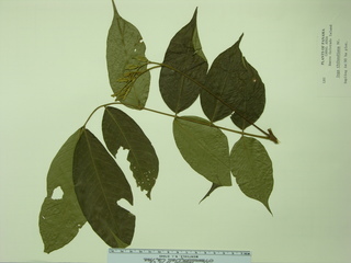 Inga thibaudiana, leaves