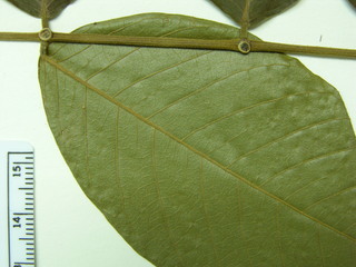 Inga thibaudiana, leaves