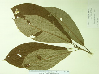 Pouteria fossicola, leaves