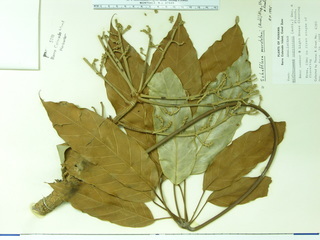 Schefflera morototoni, leaves