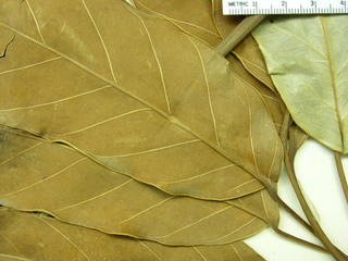 Schefflera morototoni, leaves