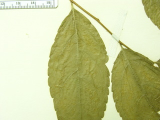 Xylosma chlorantha, leaves