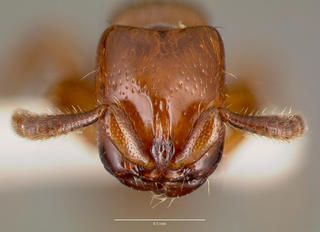 Acanthostichus punctiscapus, head, CASENT0003311