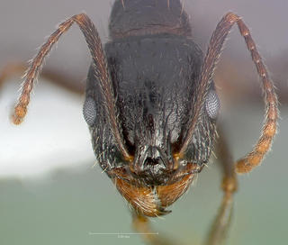 Aphaenogaster patruelis, head, CASENT0005726