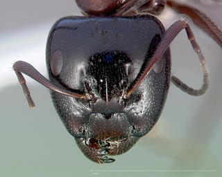 Camponotus anthrax, head, CASENT0005339