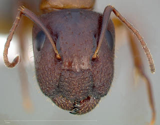 Camponotus yogi, head, CASENT05354