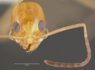 Dorymyrmex elegans, head, CASENT0003314