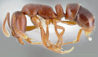 Hypoponera opaciceps, side, CASENT0005435