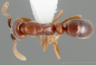 Hypoponera opaciceps, top, CASENT0005435