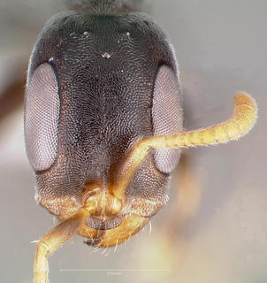 Pseudomyrmex cubaensis, head, CASENT0005871
