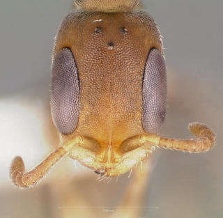 Pseudomyrmex elongatus, head, CASENT0005874