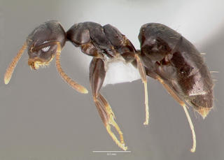 Technomyrmex albipes, side, CASENT0003318