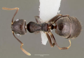 Technomyrmex albipes, top, CASENT0003318