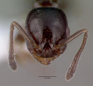 Temnothorax neomexicanus, head, CASENT0010695