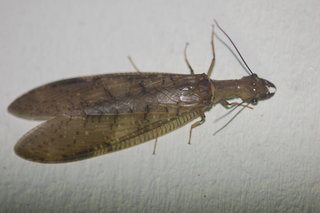Female dobsonfly