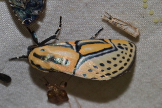 Diphthera festiva, Hieroglyphic Moth