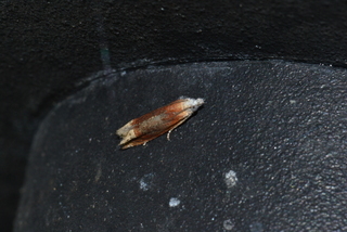 Phaneta raracana, Reddish Phaneta Moth