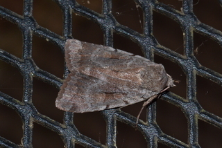 Xestia elimata, Southern Variable Dart Moth