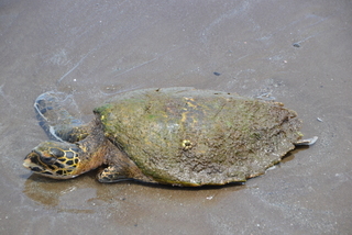 Eretmochelys imbricata, Hawksbill Sea Turtle