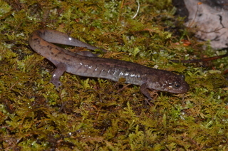 Desmognathus monticola, Seal Salamander