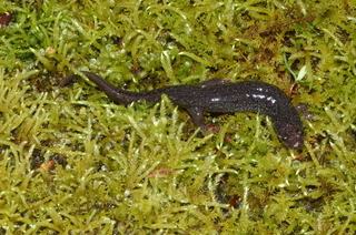 Desmognathus santeetlah, Santeetlah Dusky Salamander