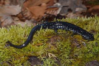Plethodon glutinosus, Northern Slimy Salamander
