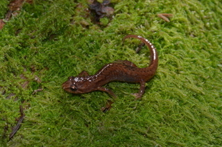 Desmognathus wrighti, Pygmy Salamander