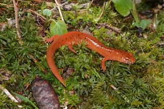 Gyrinophilus porphyriticus, Spring Salamander