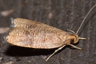 Psilocorsis cryptolechiella, Black-fringed Leaftier Moth