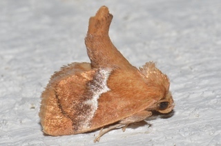 Lithacodes fasciola, Yellow-shouldered Slug Moth