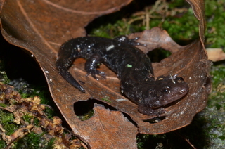 Desmognathus ocoee, Ocoee Salamander