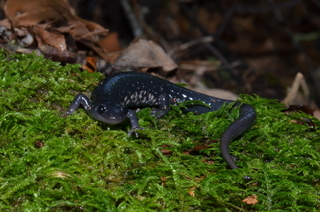 Plethodon glutinosus, Slimy Salamander