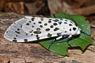 Hypercompe scribonia, Giant Leopard Moth