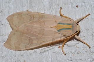 Halysidota tessellaris, Banded Tussock Moth