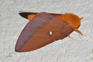 Anisota virginiensis, Pink-striped Oakworm Moth
