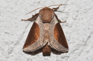 Prolimacodes badia, Skiff Moth