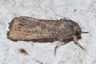 Spodoptera frugiperda, Fall Armyworm Moth