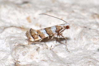 Marmara fasciella, White Pine Barkminer Moth