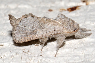 Givira anna, Anna Carpenterworm Moth