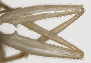 Aulacigaster ecuadoriensis, dorsal view of hind femur
