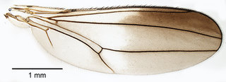 Aulacigaster ecuadoriensis, dorsal view of wing