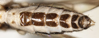 Aulacigaster ecuadoriensis, ventral view of abdomen