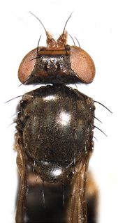 Aulacigaster leucopeza, dorsal view of head and thorax