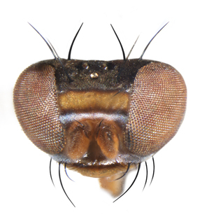 Aulacigaster leucopeza, frontal view of head