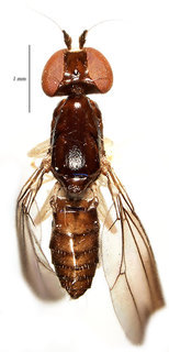 Aulacigaster melanoleuca, dorsal view