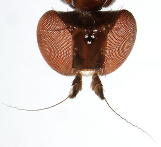 Aulacigaster melanoleuca, dorsal view of head