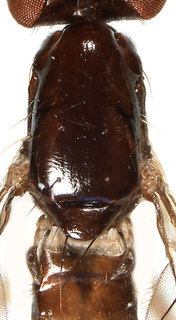 Aulacigaster melanoleuca, dorsal view of thorax