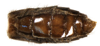 Aulacigaster melanoleuca, ventral view of the abdomen