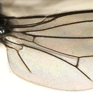 Aulacigaster neoleucopeza, wing base